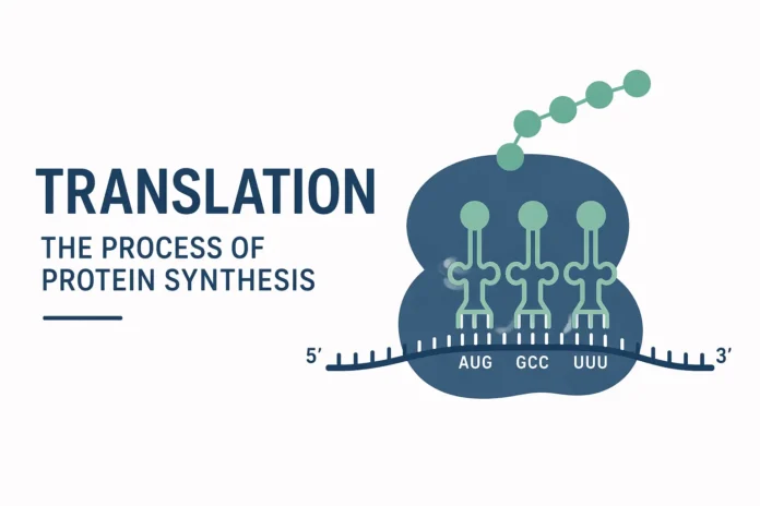 Minimalist illustration of translation showing a ribosome reading mRNA with tRNAs delivering amino acids to form a growing polypeptide chain, labeled “Translation: The Process of Protein Synthesis.”