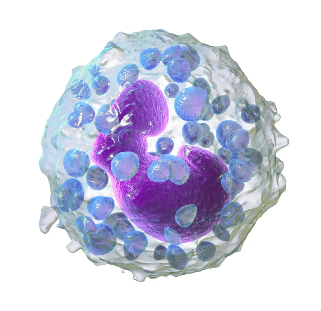 Basophil cell structure