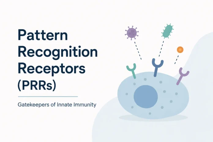 Minimalist illustration of pattern recognition receptors (PRRs) on an immune cell detecting pathogens, representing innate immunity