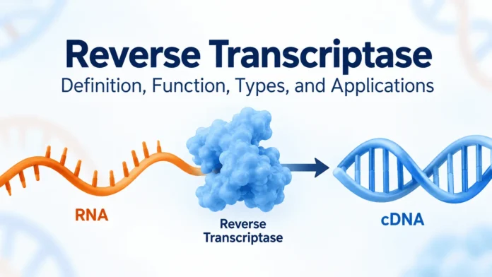 Reverse transcriptase converts RNA into complementary DNA (cDNA), illustrating the reverse transcription process used in molecular biology.